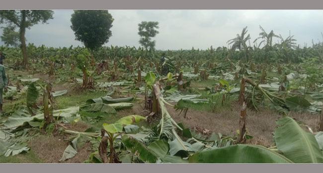 শৈলকুপায় দুর্বত্তরা রাতের আঁধারে কেটে ফেলেছে ১৪ কৃষকের কলাগাছ