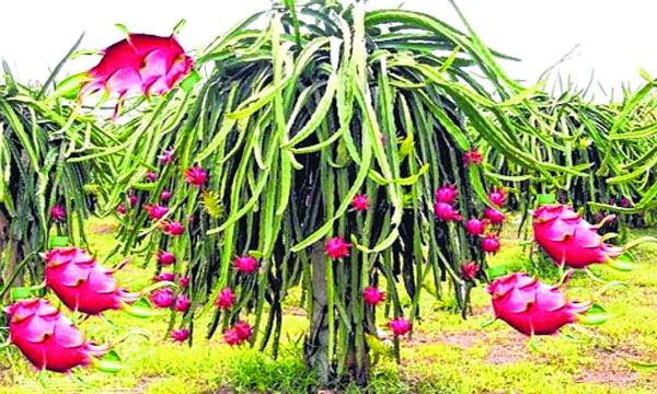 ড্রাগন ফল