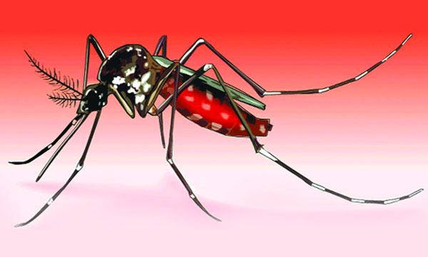 ডেঙ্গু হলে কি করবেন?