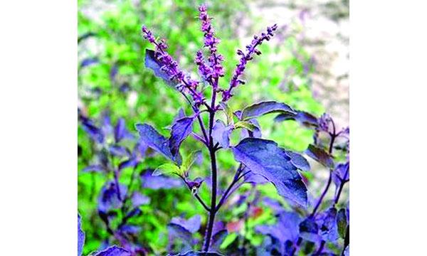 তুলসীর ভেষজ গুণ