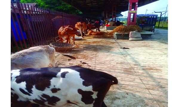 দেওয়ানগঞ্জের বন্যার্তরা ত্রাণ নয় গোখাদ্য চায়