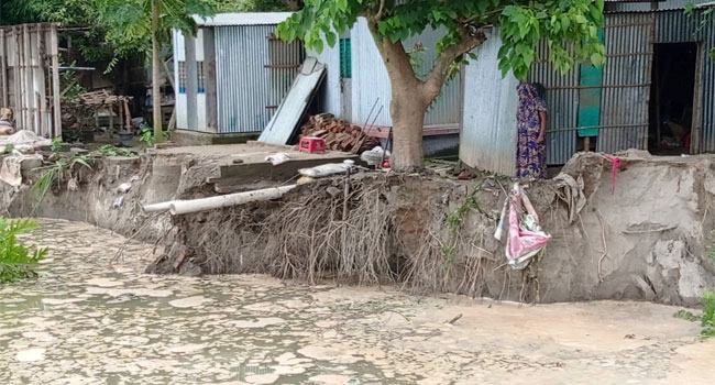 পদ্মার ভাঙনে বিলীন বাড়িঘর, হুমকিতে শহর রক্ষা বাঁধ