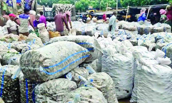 মুখিকচুতে কৃষকের হাসি