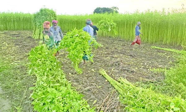 শরীয়তপুরে ৪৮৬ কোটি টাকার পাট উৎপাদনের আশা কৃষি বিভাগের