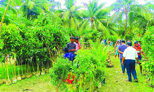 কাউখালীতে জমে উঠেছে চারার হাট