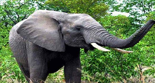লংগদুতে বন্য হাতির আক্রমণে বৃদ্ধা নিহত