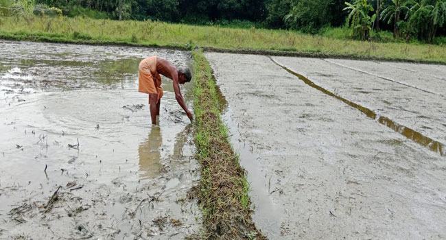 রোপা আমনের বীজতলা তৈরীতে ব্যস্ত চাষিরা