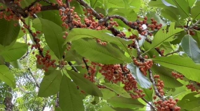 দুর্লভ শতবর্ষী বনচালতা