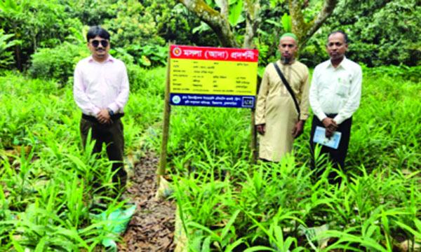 বিজয়নগরে দিন দিন জনপ্রিয় হচ্ছে বস্তায় আদা চাষ