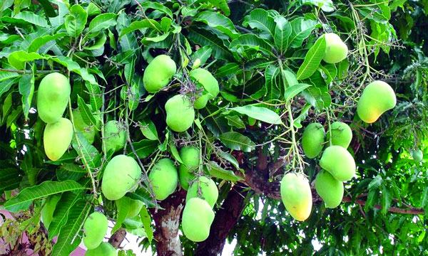 দ্বিতীয়বারের মতো ইউরোপে রফতানি হচ্ছে ঠাকুরগাঁওয়ের আম