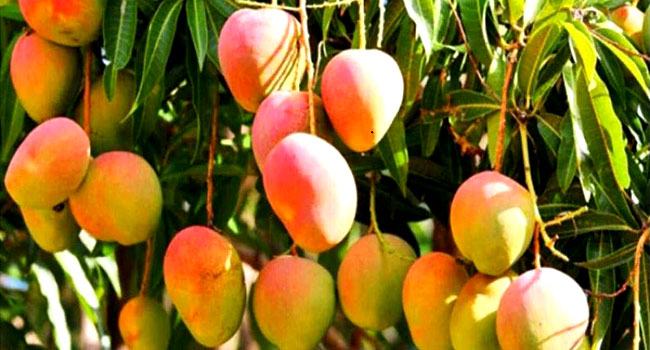 শাট ডাউন ও কারফিউয়ে চাঁপাইনবাবগঞ্জের আম ব্যবসায়ীদের ক্ষতি ১০০ কোটি টাকা