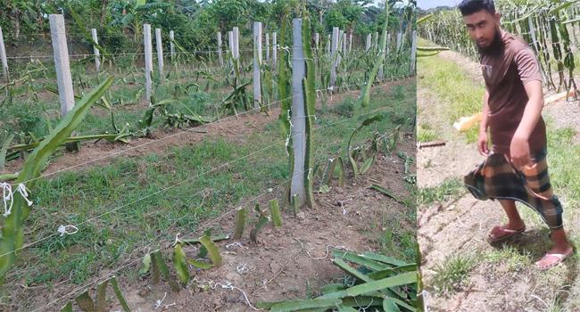 চৌগাছায় কৃষকের ১ বিঘা ফলন্ত ড্রাগন গাছ কেটে দিয়েছে দুর্বৃত্তরা