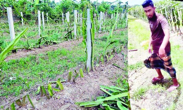 চৌগাছায় কৃষকের ১ বিঘা জমির ড্রাগন গাছ কেটে দিয়েছে দুর্বৃত্তরা