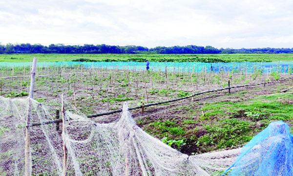 চৌগাছায় সরকারি বাঁওড়ের শত শত একর জমি দখল