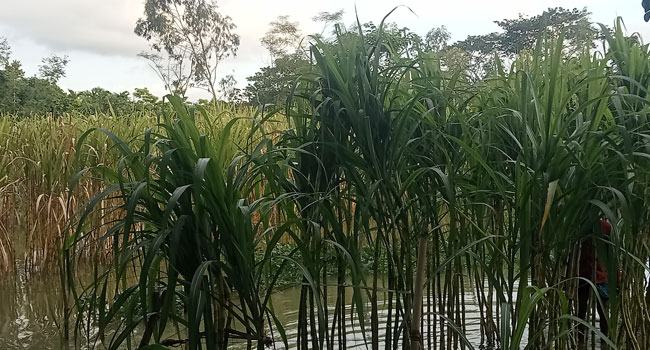 উজিরপুরে আখ চাষে স্বাবলম্বী চাষিরা
