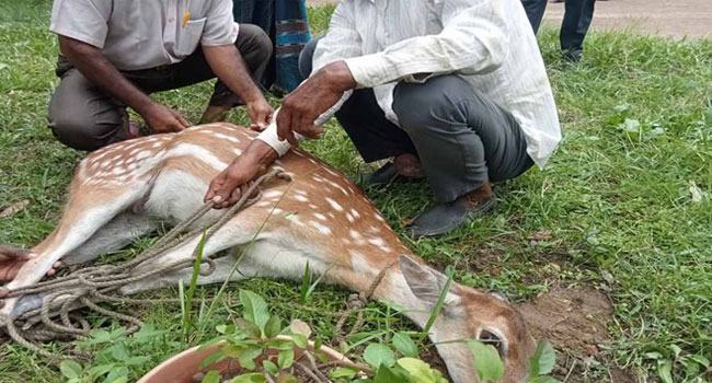 মিরসরাইয়ে বঙ্গবন্ধু শিল্পনগর থেকে আহত মায়া হরিণ উদ্ধার