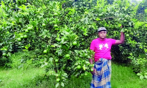 চৌগাছায় কৃষক বিপ্লব স্বপ্ন দেখছেন মাল্টায়
