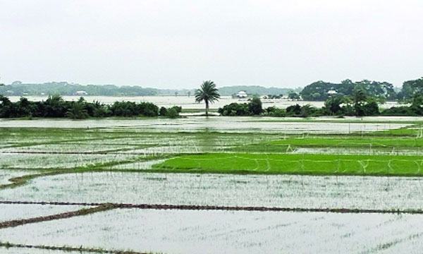 খরাকবলিত কলারোয়ার হাজার হাজার হেক্টর আমন ধান পানির নিচে
