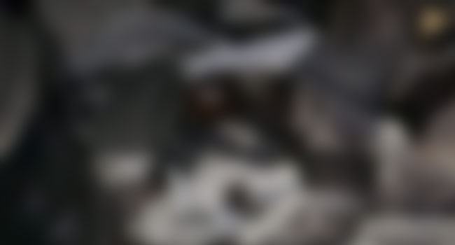 লালমনিরহাটে আ.লীগ নেতার বাড়ি থেকে ৬ লাশ উদ্ধার