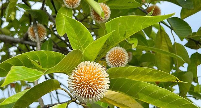 মুগ্ধতা ছড়াচ্ছে বর্ষার কদম ফুল