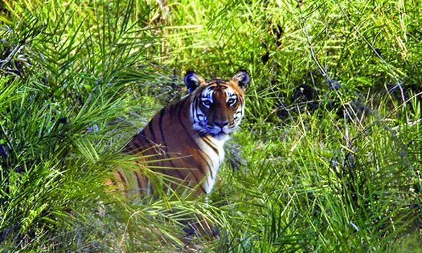 বান্দিপুর উদ্যান