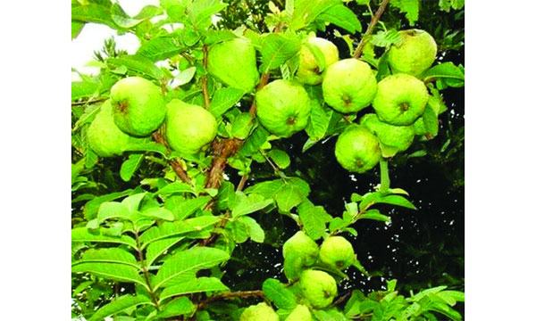 পাহাড়ে জনপ্রিয় হয়ে উঠছে থাই পেয়ারা চাষ