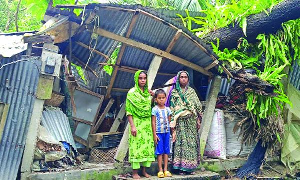 গাছ উপড়ে ভেঙে গেছে অসহায় পরিবারের মাথা গোঁজার ঠাঁই