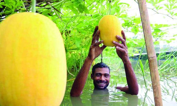 কয়রায় লবণাক্ত জমিতে রকমেলন ও তরমুজ চাষে সফলতা