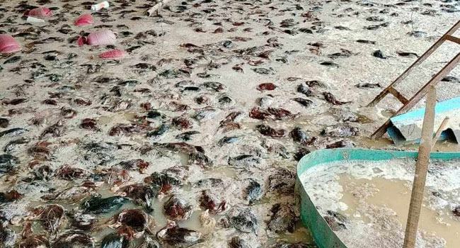 বন্যায় পথে বসে গেলেন খামারি কেফায়েত