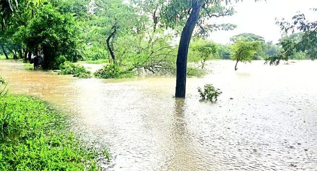 চট্টগ্রামে বন্যায় মৎস্য খাতে ২৯০ কোটি ৫০ লাখ টাকার ক্ষতি