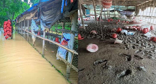 মিরসরাইয়ে বন্যার করাল গ্রাসে নিঃস্ব খামারি বাপ্পী