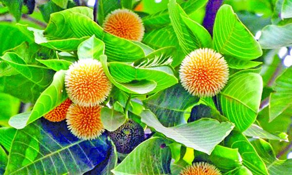 কদম ফুল