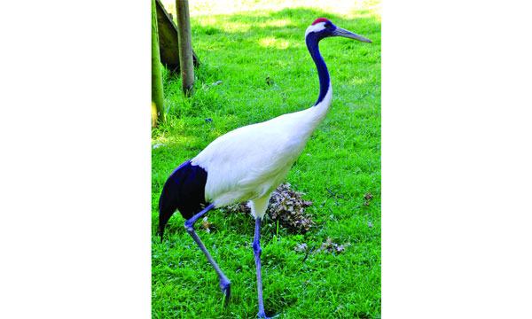 লালচূড়া সারস