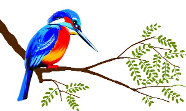 বাবলা গাছের মাছরাঙা