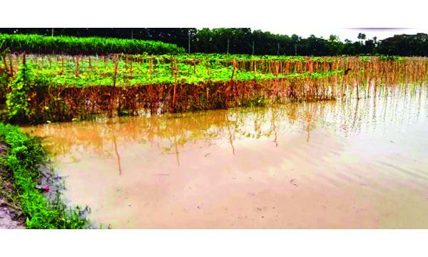 বন্যায় আমন ক্ষেতের বড় ক্ষতি দিশেহারা কৃষক