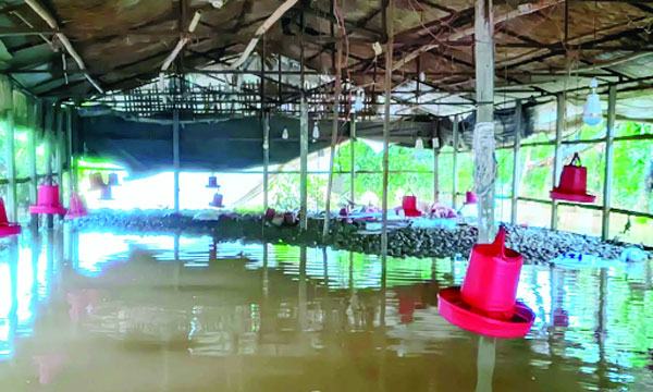 মিরসরাইয়ে বন্যায় পোলট্রি শিল্পে ১০ কোটি টাকার ক্ষতি