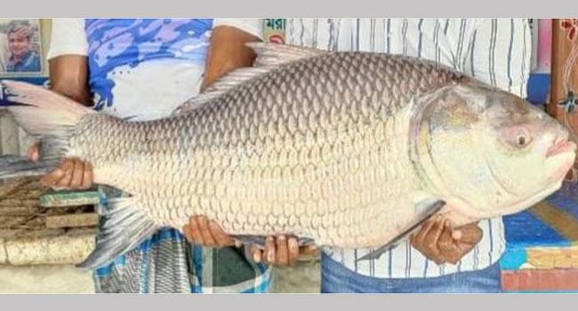 দৌলতদিয়ায় পদ্মার এক কাতলা ৩৯,৬০০ টাকায় বিক্রি