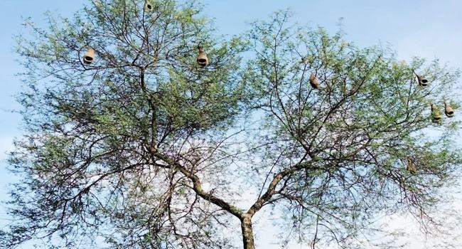চুয়াডাঙ্গা তাল গাছের স্বল্পতা অস্তিত্বের লড়াইয়ে বাবুই পাখি