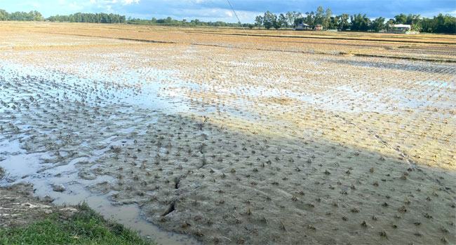 বন্যায় কমলগঞ্জে কৃষির ব্যাপক ক্ষতি