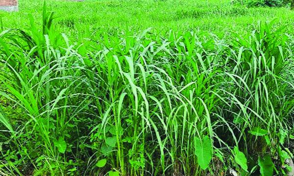 নীলফামারীতে নেপিয়ার ঘাস চাষে লাভবান হচ্ছেন কৃষকরা
