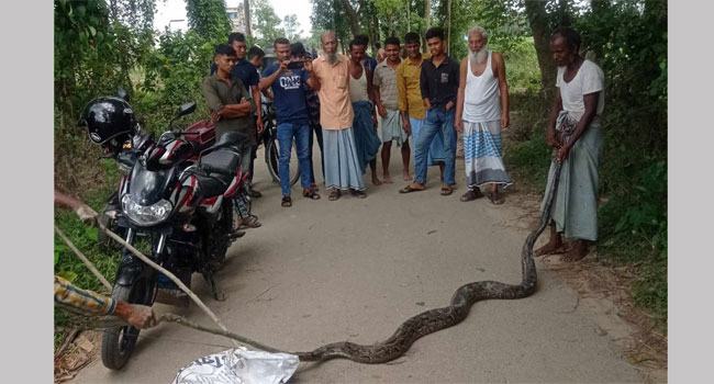 মিরসরাইয়ে ১৫ ফুট দৈর্ঘ্যের অজগর সাপ উদ্ধার, বনে অবমুক্ত