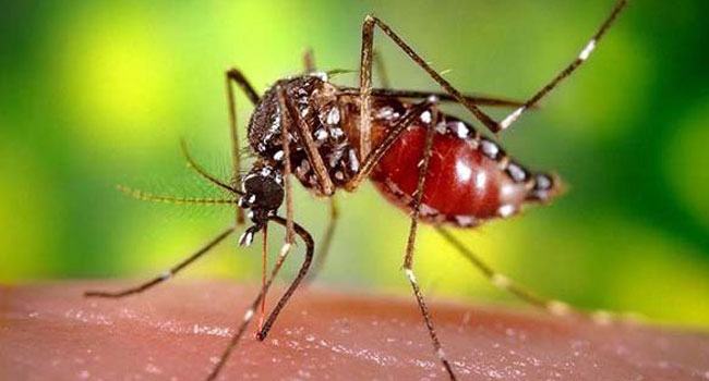 আরো ৬১৫ ডেঙ্গু রোগী শনাক্ত, একজনের মৃত্যু
