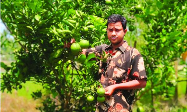 শখের মাল্টায় ভাগ্য বদল