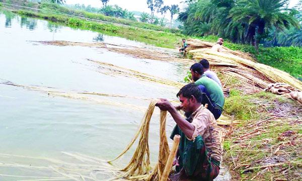 পাটের ফলন ও দাম কম হওয়ায় বিপাকে কৃষকরা