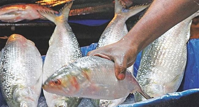 ভারতে বাংলাদেশের ‘ইলিশ কূটনীতি’র ধাক্কা