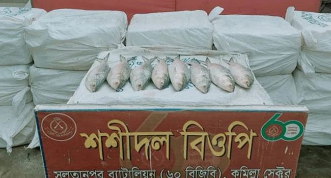 কুমিল্লা সীমান্ত দিয়ে পাচারকালে ৪৪০ কেজি ইলিশ মাছ জব্দ