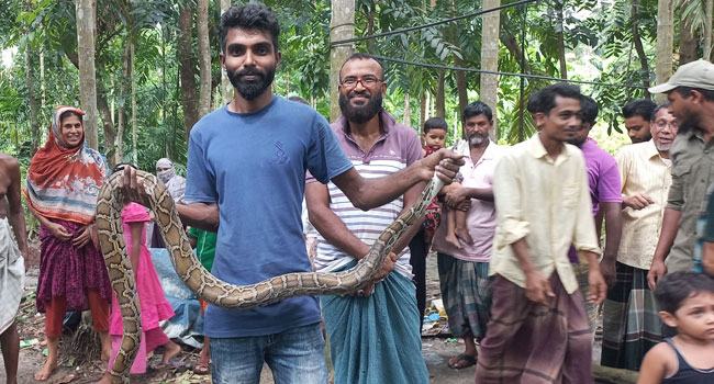 পাথরঘাটায় ৮ হাত লম্বা অজগর সাপ উদ্ধার
