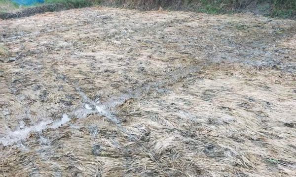 বন্যায় মিরসরাইয়ে কৃষি খাতে ১২৬ কোটি ২১ লাখ টাকার ক্ষয়ক্ষতি