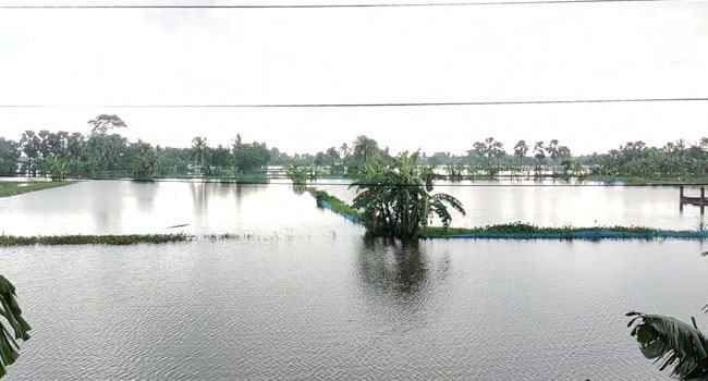 ফকিরহাটে অতি বৃষ্টিতে তলিয়ে গেছে ৯০ ভাগ মাছের ঘের