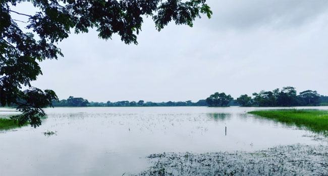 মির্জাগঞ্জে কমতে শুরু করেছে আমন ক্ষেতের পানি